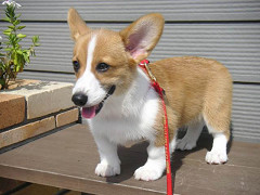 Resize of PICT0778_thumb.jpg